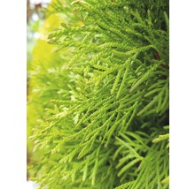 Tuja FLORASELF Thuja occidentalis Smaragd 30-40 cm co 2L-thumb-3