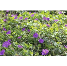 Blommande marktäckande växt med gröna blad och violetta blommor