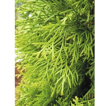 Tuja FLORASELF Thuja occidentalis Smaragd 30-40 cm co 2L-thumb-2