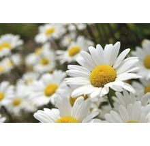 Prästkrage FLORASELF Leucanthemum maximum Broadway 5-20cm co 0,5L