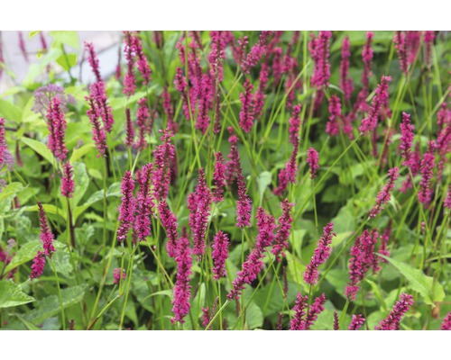 Blodormrot FLORASELF Bistorta amplexicaulis (Persicaria amplexicaulis) 5-40 cm co 0,5 Ormrot växter i en trädgårdsrabatt
