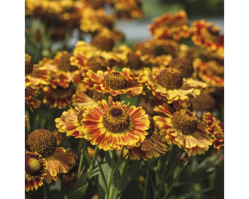 Grupp av solbrud blommor i trädgården