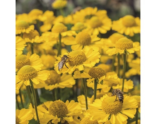 Gula Helenium blommor med bin