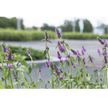 Fotografi av lila trädgårdsblommor.