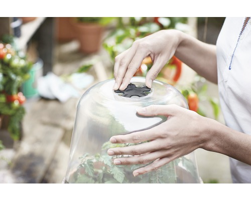 Person fäster en genomskinlig växtklocka på en växt