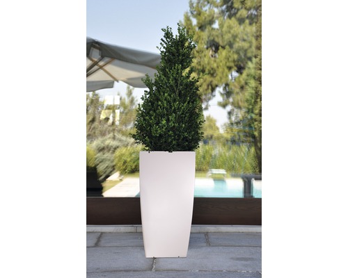 På bilden syns en buxbom i en hög planteringslåda.