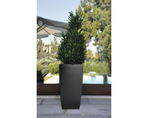 Konformad buxbom i en planteringslåda