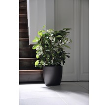 Kruka med stjärnjasmin i ett ljust rum bredvid en trappa