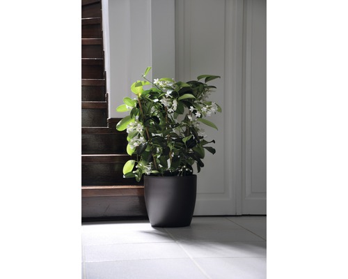 Kruka med stjärnjasmin i ett ljust rum bredvid en trappa