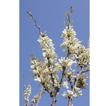 Blommande Judas träd med vita blommor mot en blå himmel