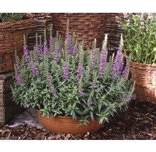 Blommande Lythrum växter i en kruka