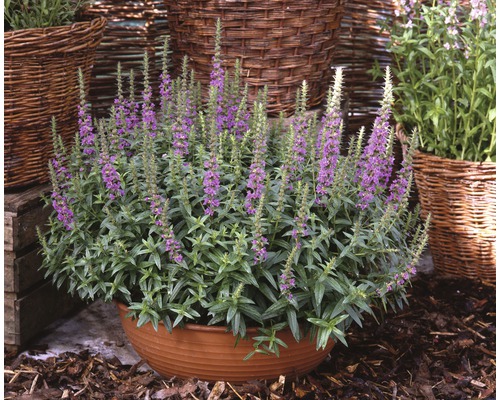 Fackelblomster FLORASELF Lythrum salicaria 10-30cm co 3L