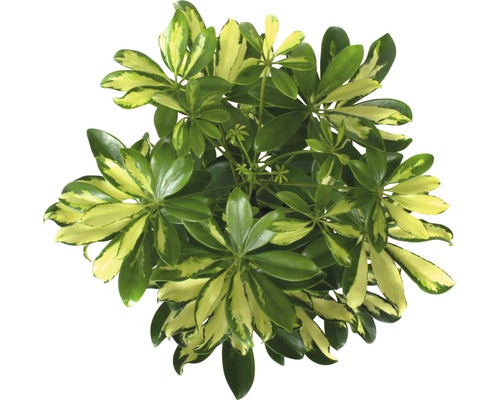 Schefflera krukväxt med gröna och gula blad uppifrån