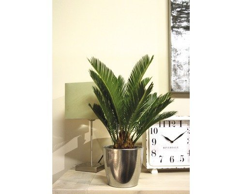 Zamioculcas växt i silverfärgad kruka på ett bord med lampa och klocka