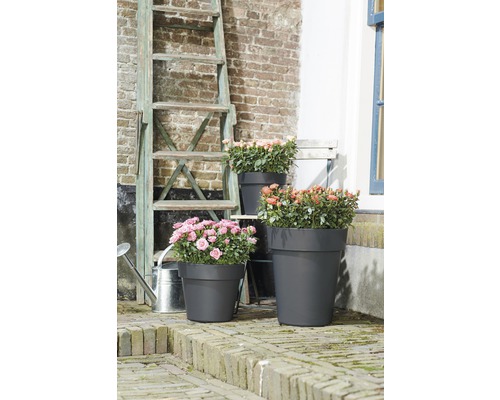 Tre blomkrukor med blommor på en terrass med en stege i bakgrunden.