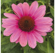 Röd solhatt FLORASELF Echinacea purpurea 30-40cm co 5L blandade sorter