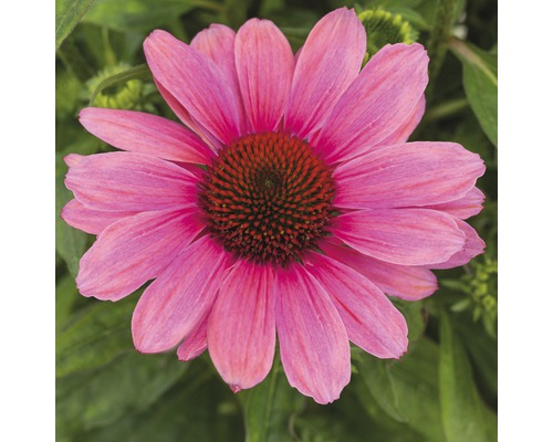 Närbild av en rosa solhattsblomma