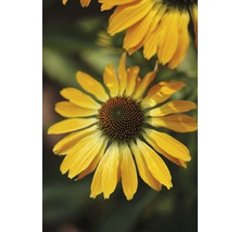 Röd solhatt FLORASELF Echinacea purpurea 30-40cm co 5L blandade sorter