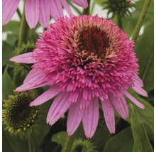 Närbild av en enda rosa Echinacea-blomma