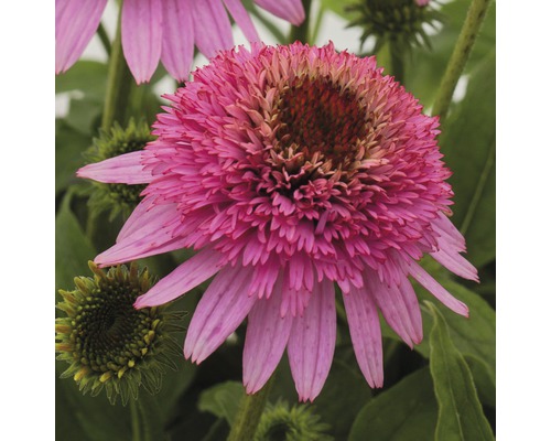 Närbild av en enda rosa Echinacea-blomma