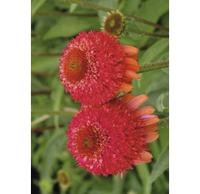 Närbild av två rosa solhattsblommor