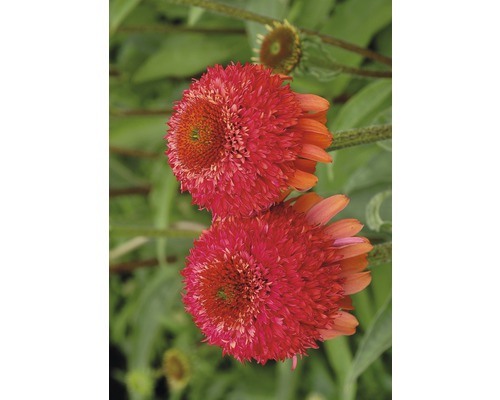 Närbild av två rosa solhattsblommor