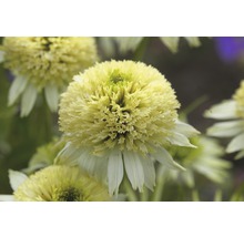 Röd solhatt FLORASELF Echinacea purpurea 30-40cm co 5L blandade sorter