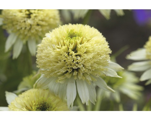Närbild av en enda Echinacea-blomma
