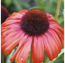 Närbild av en enda Echinacea-blomma i trädgården.