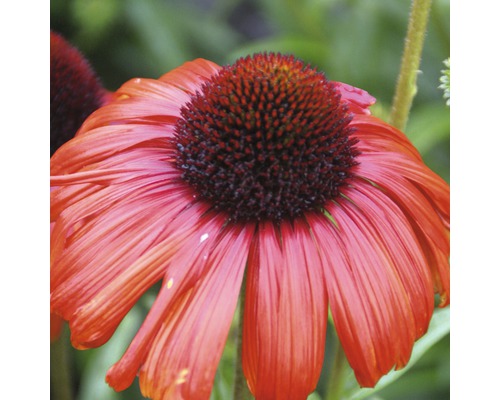Närbild av en enda Echinacea-blomma i trädgården.