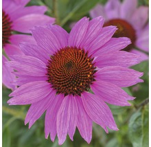Närbild av en blommande Echinacea-planta