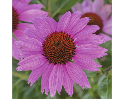 Närbild av en blommande Echinacea-planta