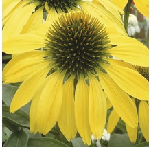 Röd solhatt FLORASELF Echinacea purpurea 30-40cm co 5L blandade sorter