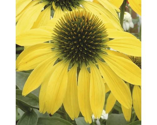 Gul solhattsblomma i detalj