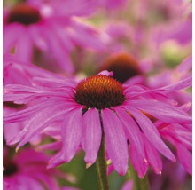 Röd solhatt FLORASELF Echinacea purpurea 30-40cm co 5L blandade sorter