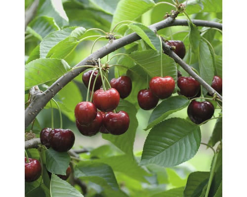 Ekologiskt sötkörsbär FLORASELF Bio Prunus avium 'Schneiders Knorpelkirsche' 120-150cm Co 7,5L