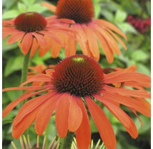 Röd solhatt FLORASELF Echinacea purpurea 30-40cm co 5L blandade sorter