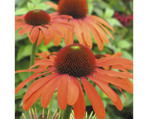 Närbild av flera Echinacea blommor i trädgården