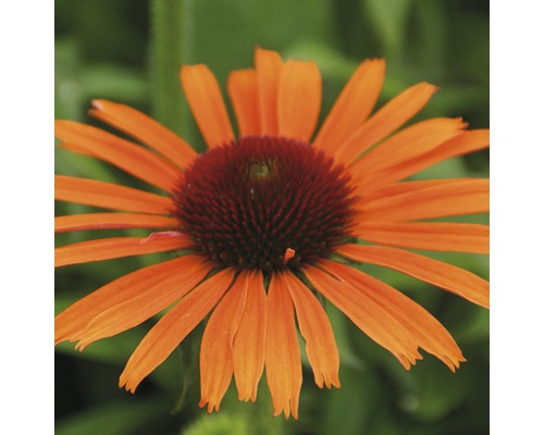 Orange solhatt blomma i detalj
