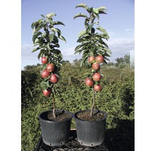 Äppelträd FLORASELF Bio Malus domestica 'Fire Dance' 130-150cm Co 10L