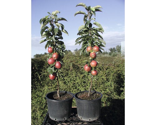 Äppelträd FLORASELF Bio Malus domestica 'Summertime' 120-150cm Co 7,5L