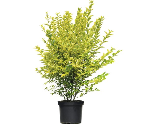 Bredbladig liguster XXL FLORASELF Ligustrum ovalifolium Aureum 60-80cm Co 10L Gul Liguster i kruka