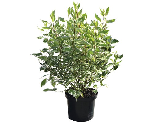 Kornell i kruka med grönvita blad