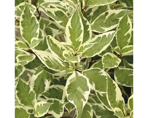 Weißbunter Hartriegel FloraSelf Cornus alba 'Ivory Halo'® H 80-100 cm Co 10 L Kornell med vitkantade blad