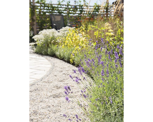 Trädgårdsscen med grusgång, lavendel och olika växter