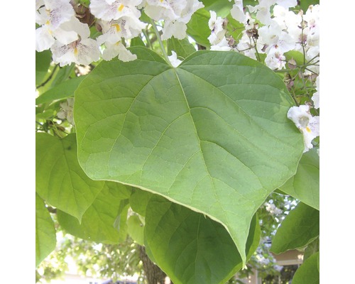 Blad och blomma av katalpa