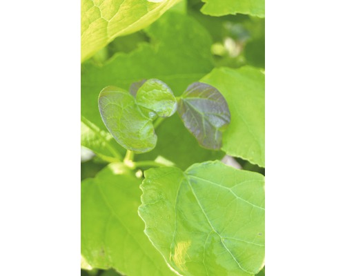 Närbild av gröna blad från en växt