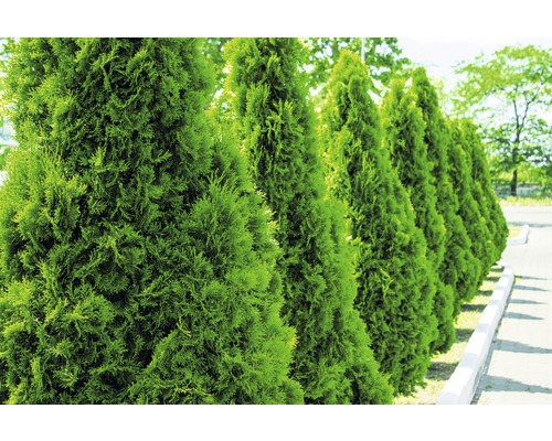 Tuja FLORASELF Thuja occidentalis 'Smaragd' 125-150cm Co 12L placerad i kruka Rad med tujahäckar i trädgården.