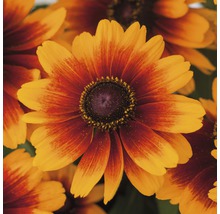 Närbild av Rudbeckia Hirta-blommor, perfekt för trädgården