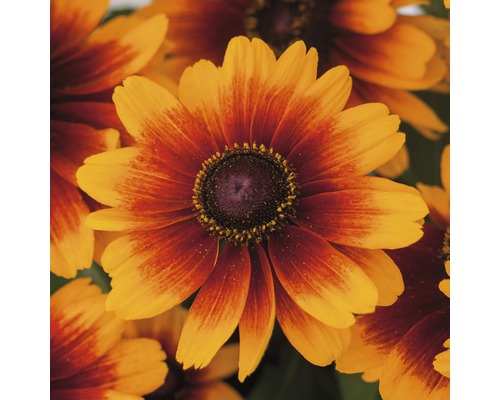 Närbild av Rudbeckia Hirta-blommor, perfekt för trädgården